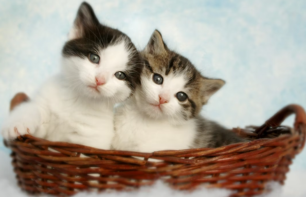 209 cats