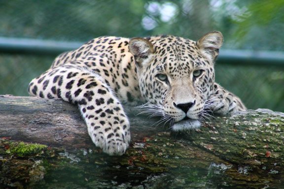21 Leopard on log