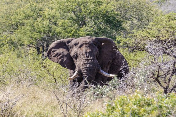 22a Elephant Front