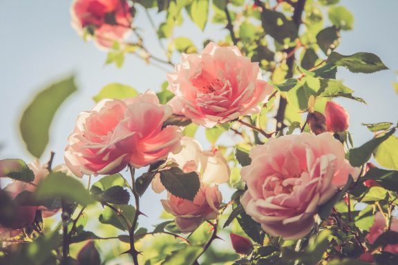 81Y Roses