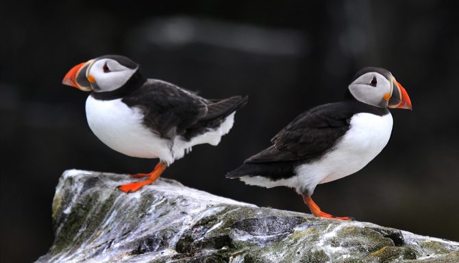78 puffins