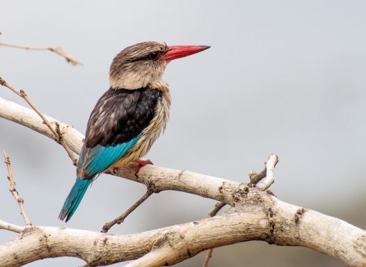 52 Brown Headed King Fisher