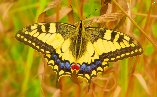 Buttefly 206