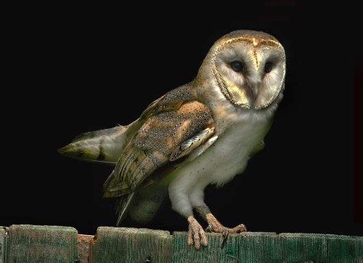 73 Barn Owl