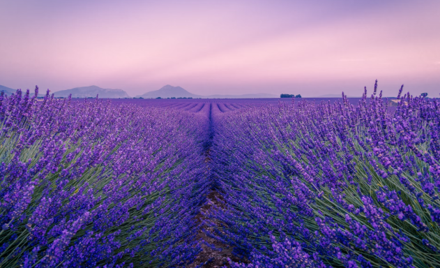 216 lavender