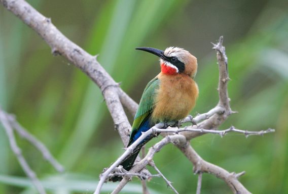50 Bee Eater