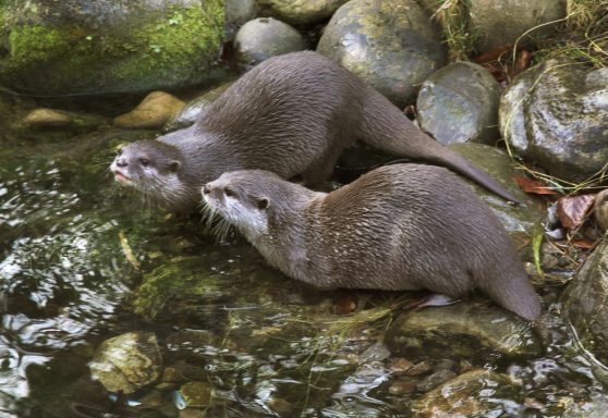 75 otters