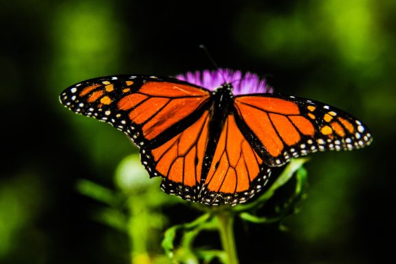 Butterfly 1