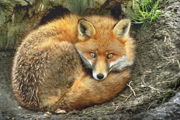 71 Fox