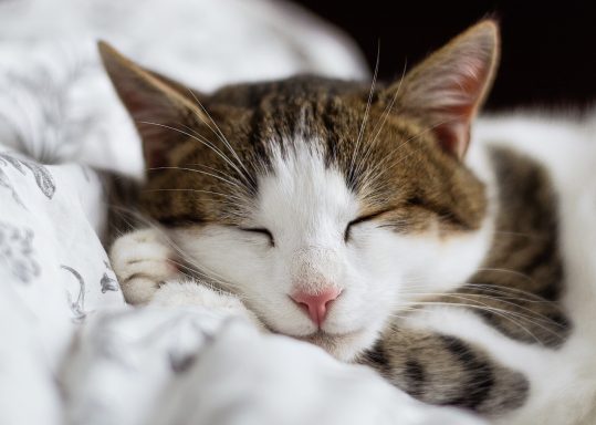43 Sleepy Kitten