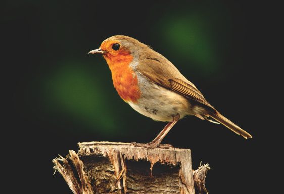 124 Robin Robin