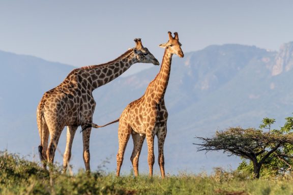 27 Giraffes